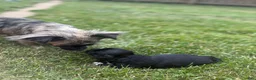 Chihuahua dogs for sale: Casper - Ad 2