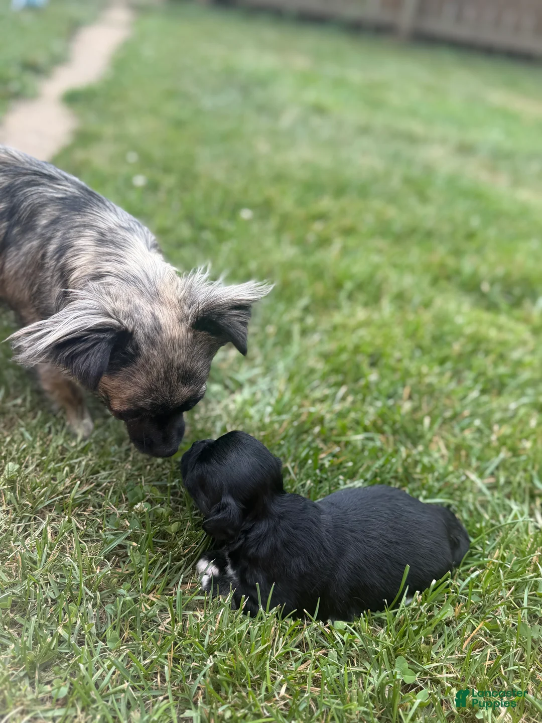 Chihuahua dogs for sale: Casper - Ad 2