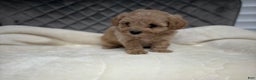 Maltipoo dogs for sale: Sofia - Ad 5