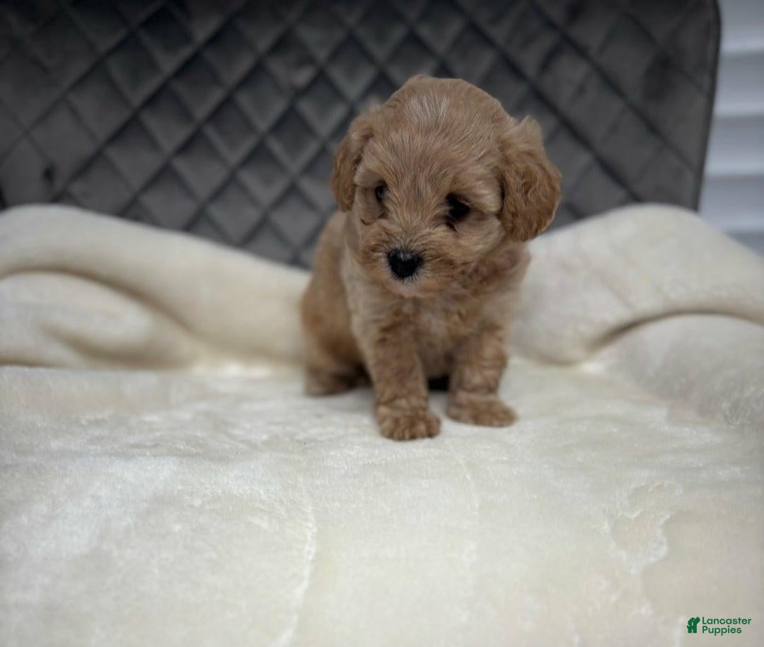 Maltipoo dogs for sale: Sofia - Ad 5