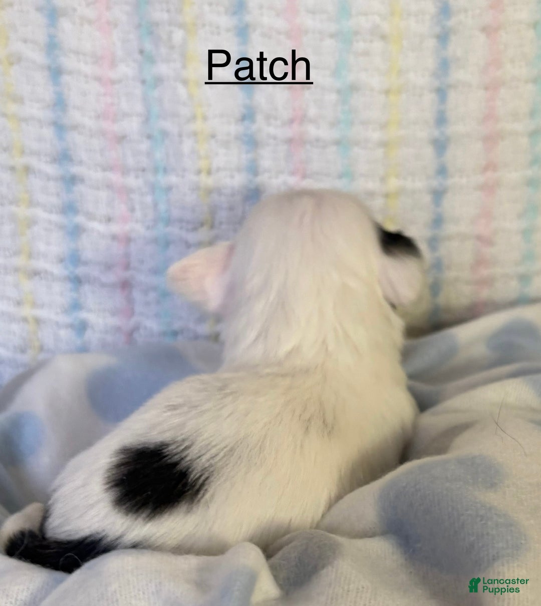 Chihuahua dogs for sale: Chihuahua Puppy 4 - Ad 2