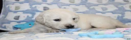 Golden Retriever dogs for sale: 4th choice male avilable - Ad 11