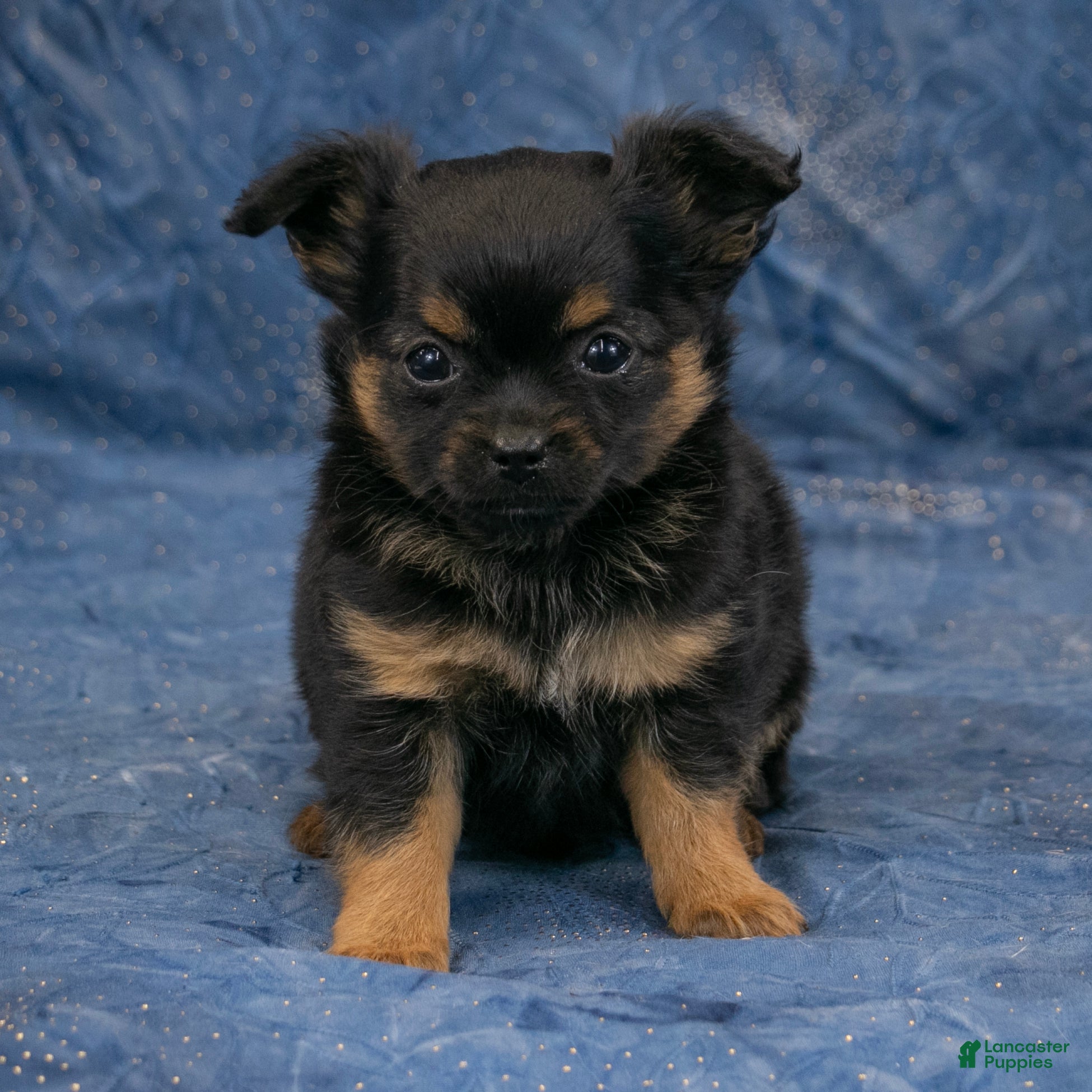 Chihuahua dogs Max - Ad 1