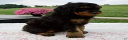 Aussiedoodle dogs for sale: Austin - Ad 3