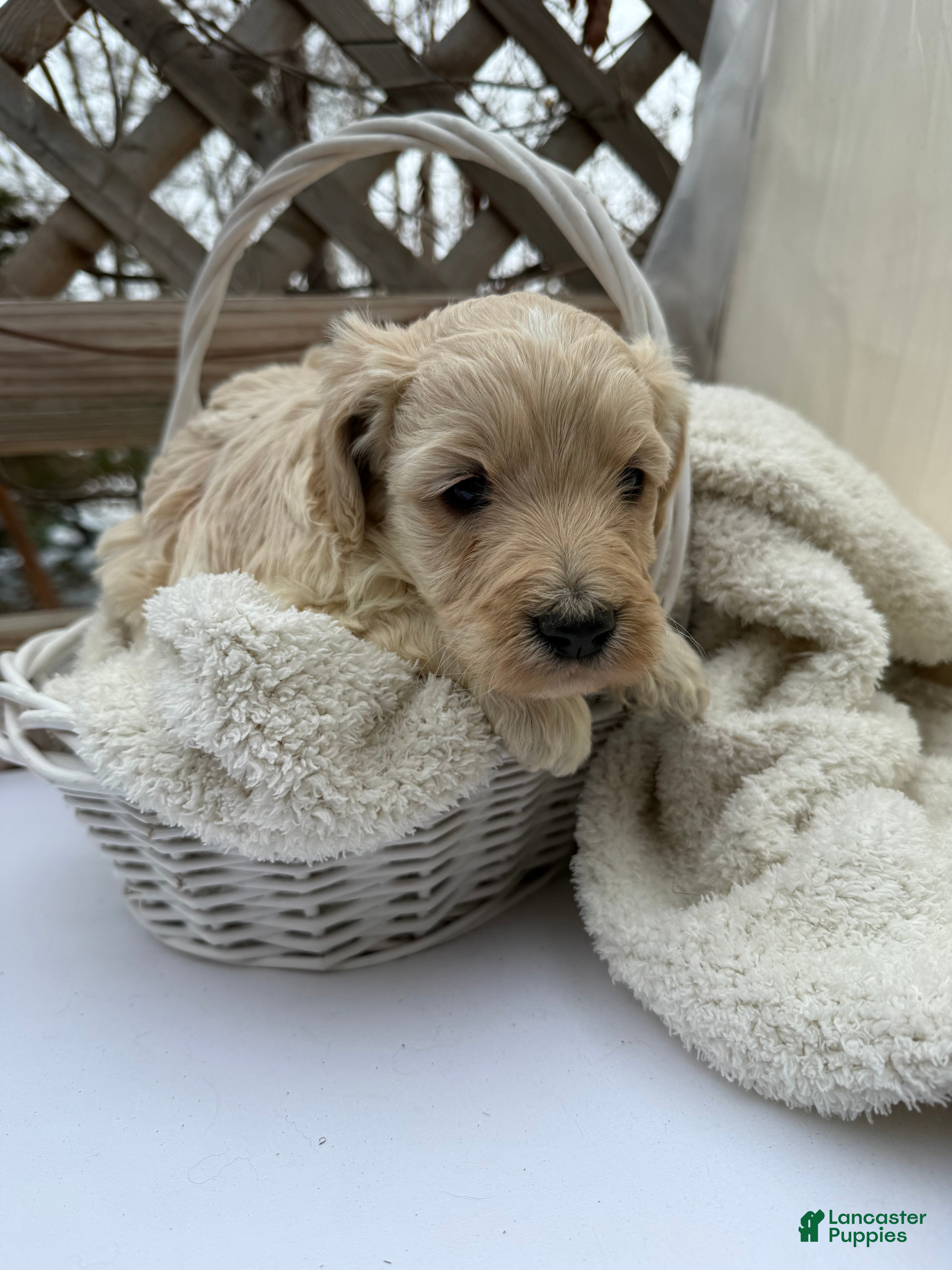 Goldendoodle dogs Cloud  - Ad 2