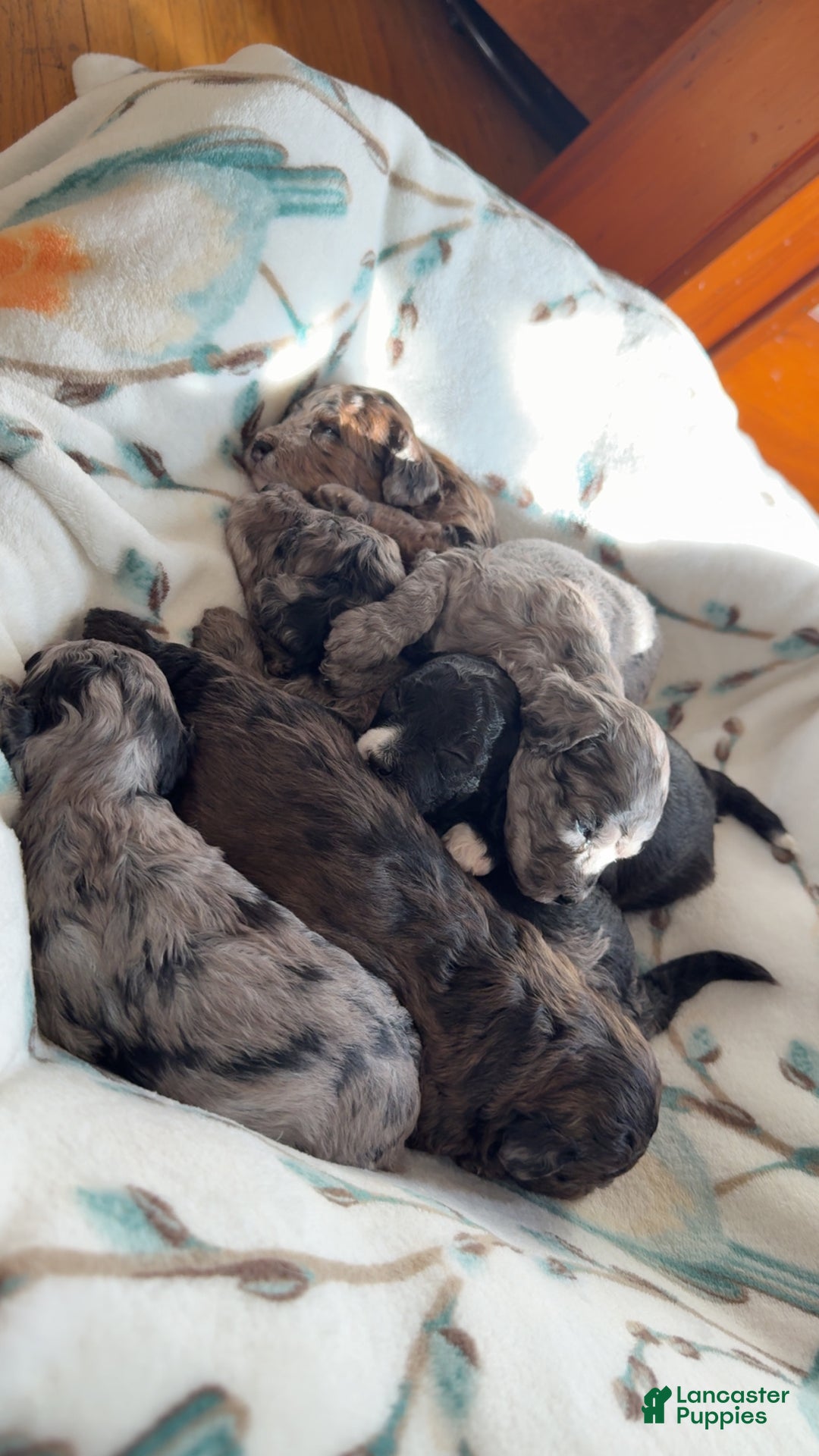 Mixed Breed dogs for sale: Minnie - Ad 4