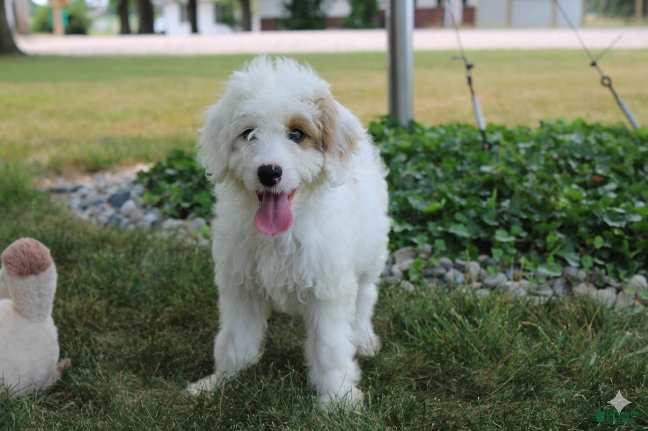 Mini Goldendoodle dogs Ria - Ad 1
