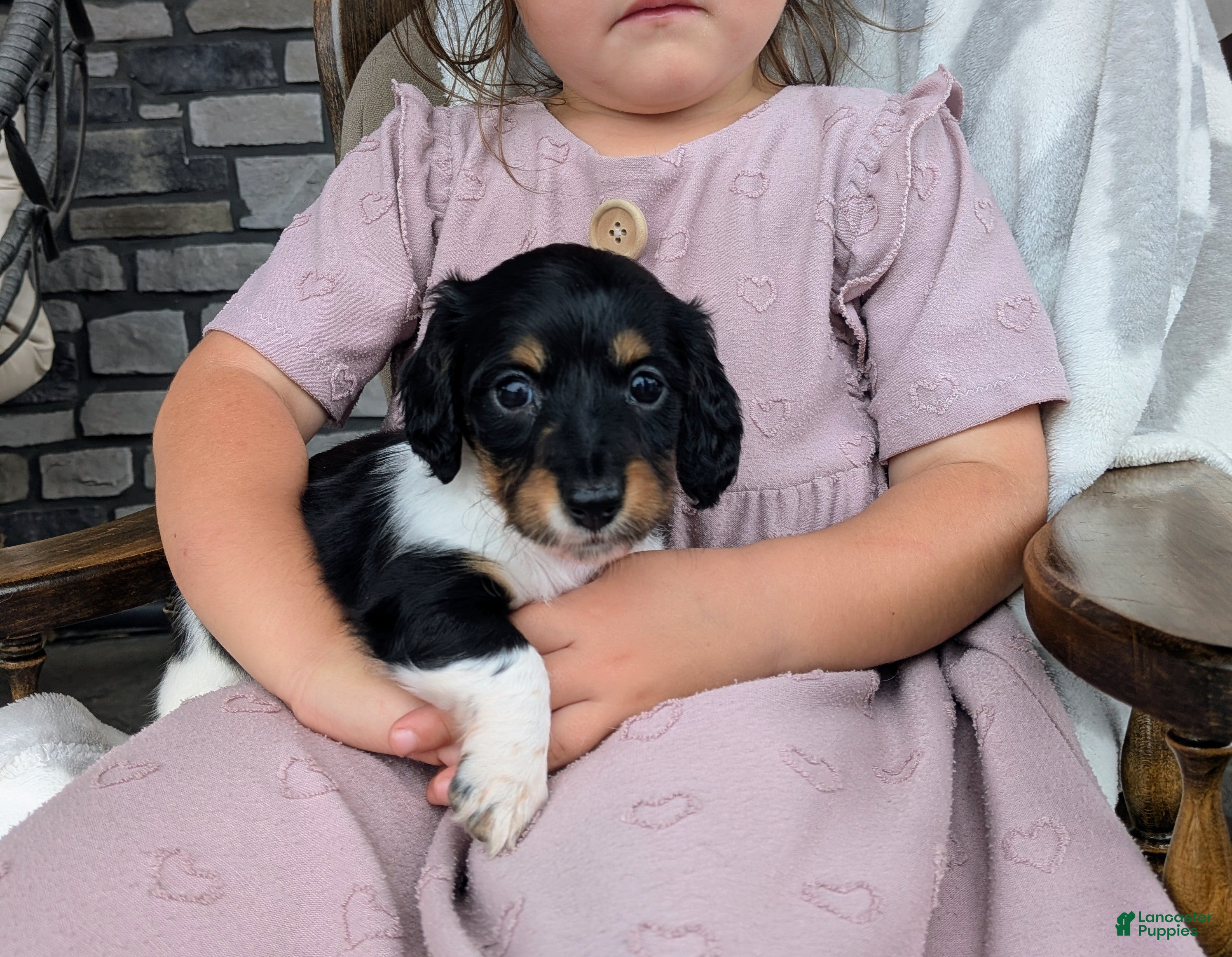 Miniature Dachshund dogs Miniature Dachshund 3 - Ad 2