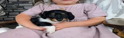 Miniature Dachshund dogs for sale: Miniature Dachshund 3 - Ad 2