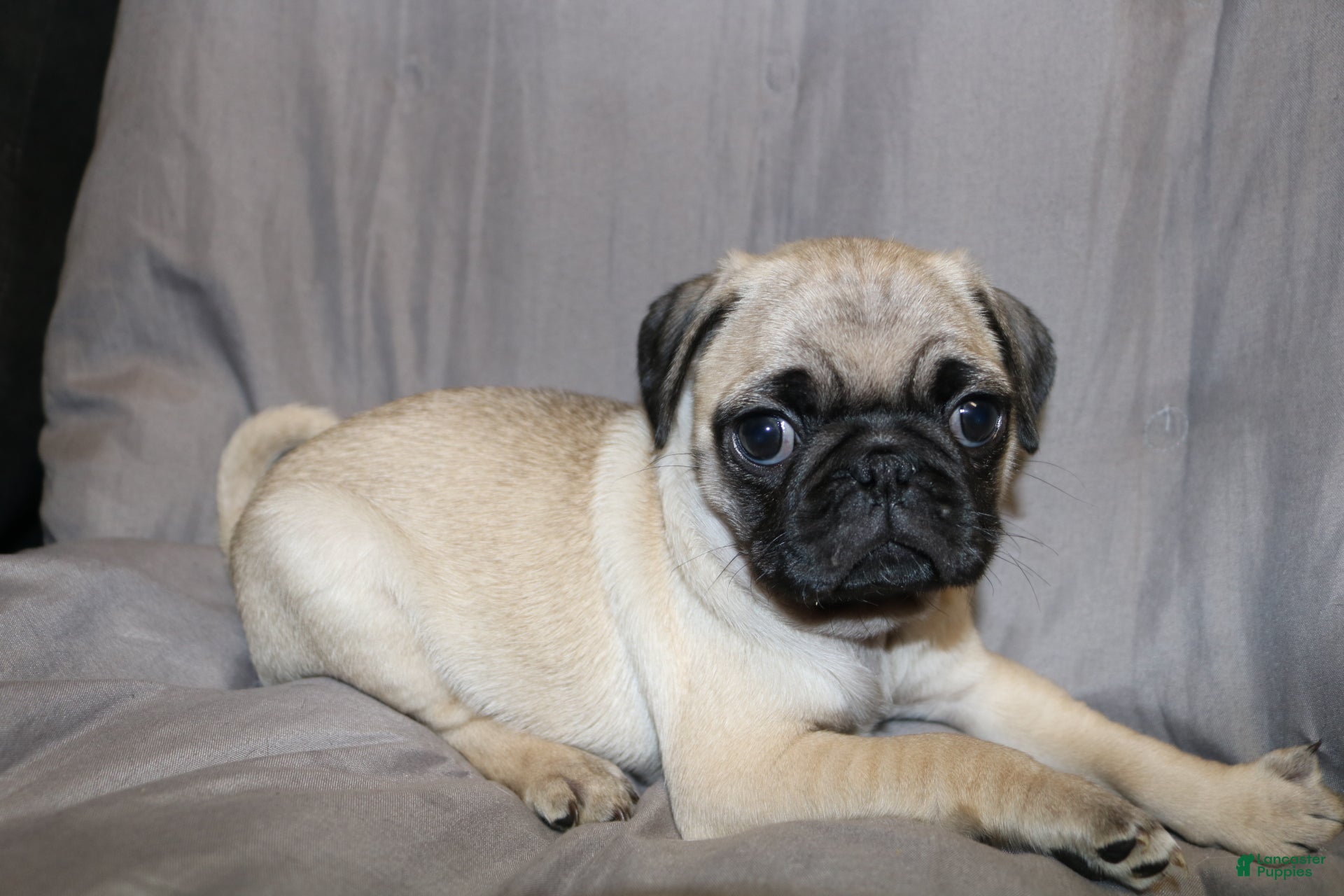 Pug dogs Pug Puppy 2 - Ad 42