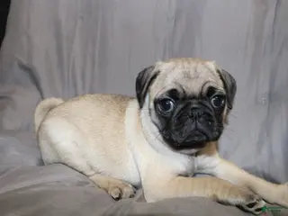 Pug dogs for sale: Pug Puppy 2 - Ad 4