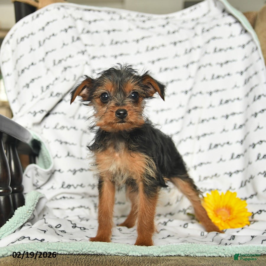 Yorkiepoo dogs Rosie - Ad 2