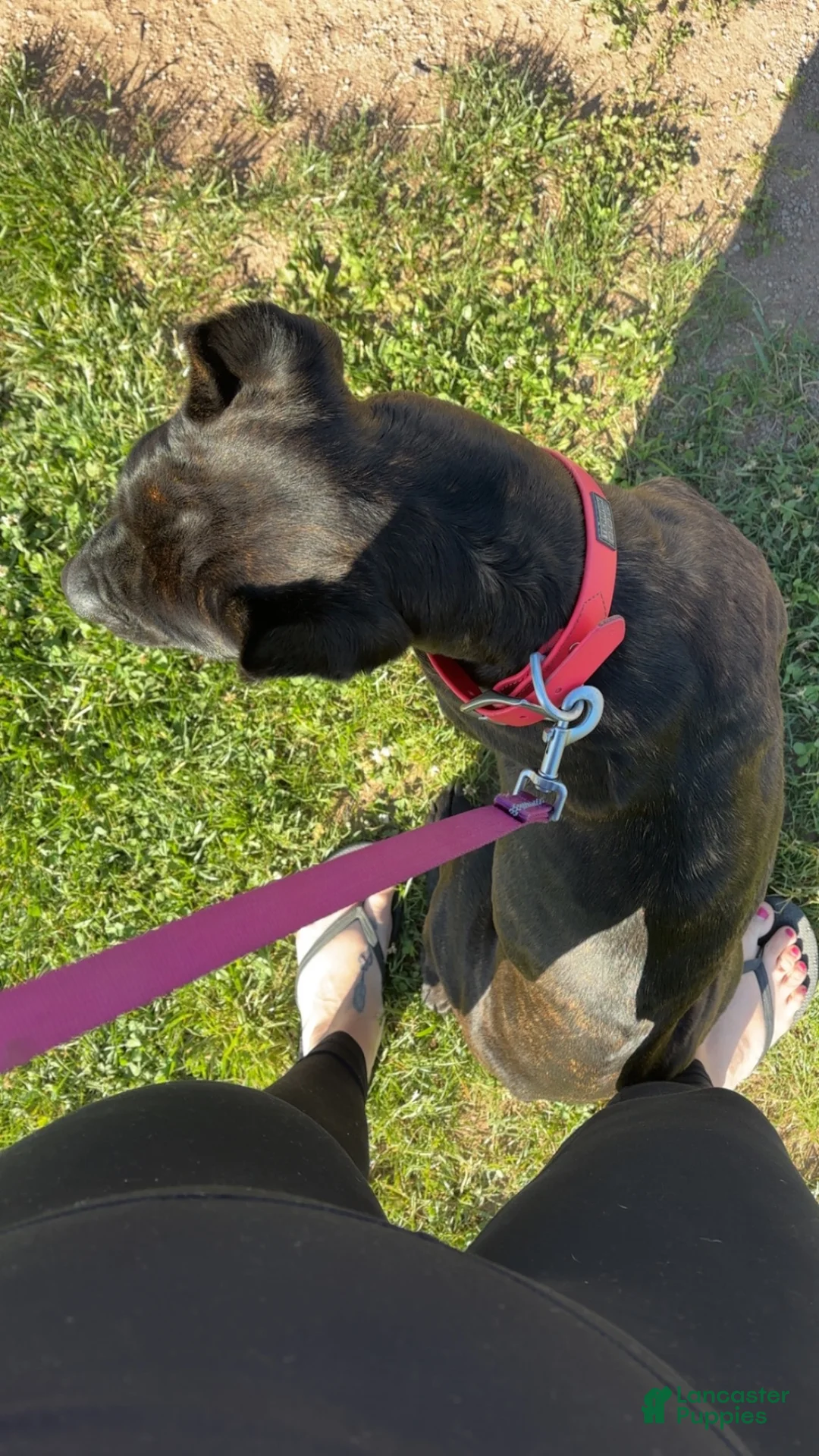 Cane Corso dogs for sale: Cane Corso 1 - Ad 4