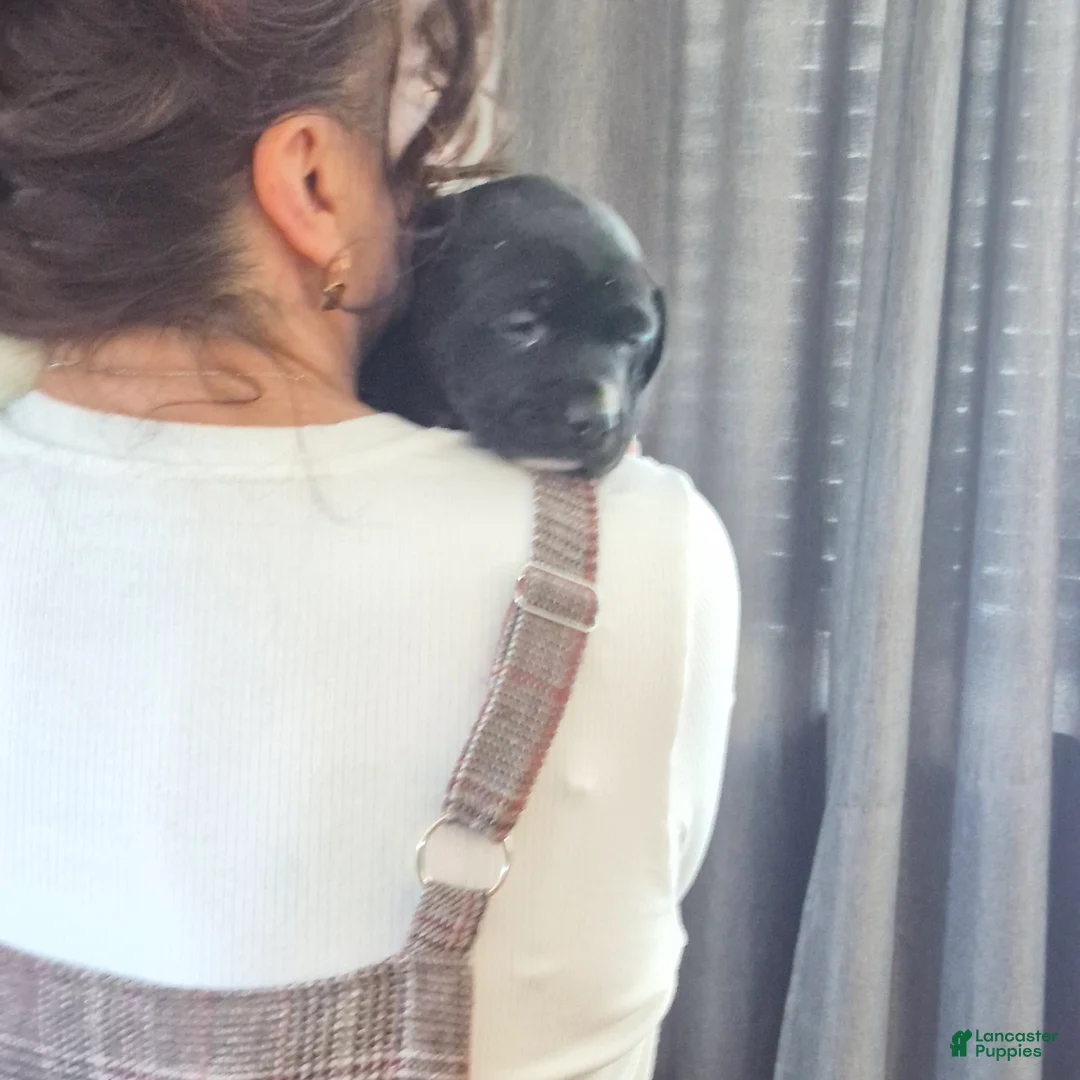 Mixed Breed dogs for sale: Mia - Ad 2