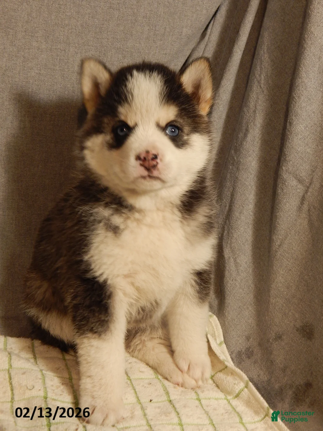 Pomsky dogs for sale: Sara  - Ad 4