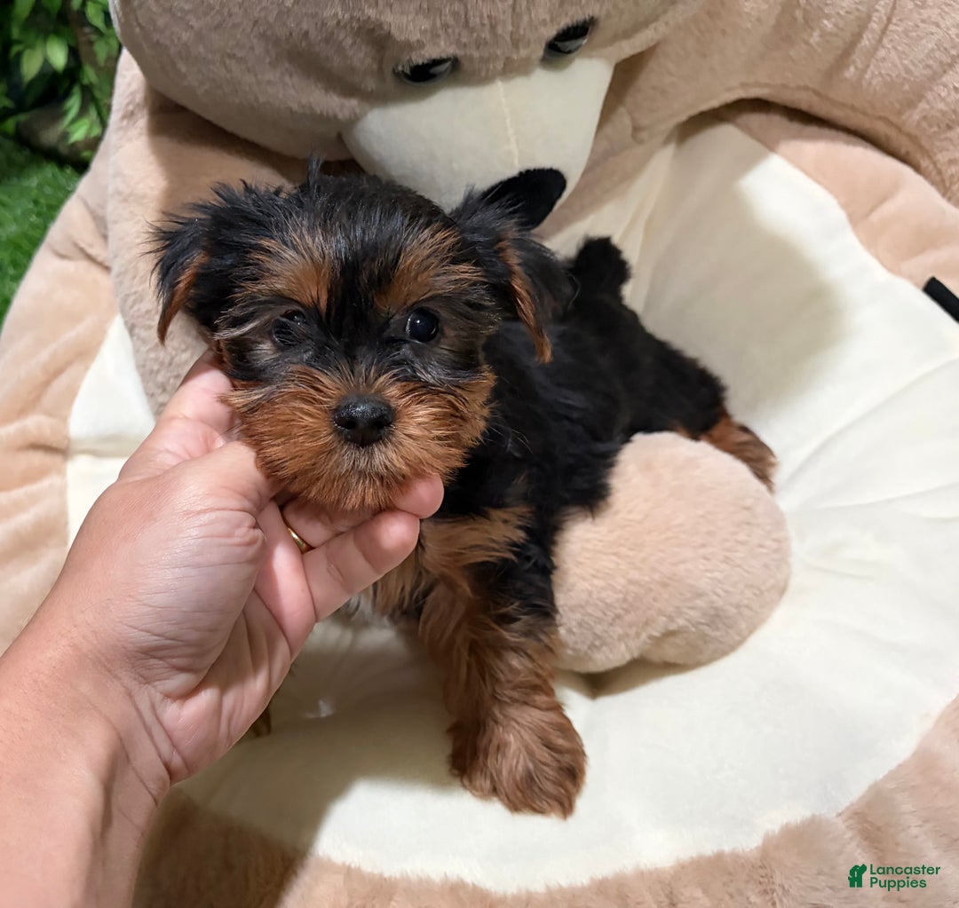 Yorkshire Terrier dogs for sale: BD - Ad 1
