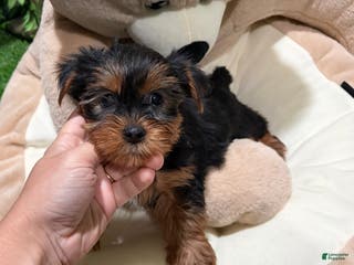 Yorkshire Terrier dogs BD - Ad 34