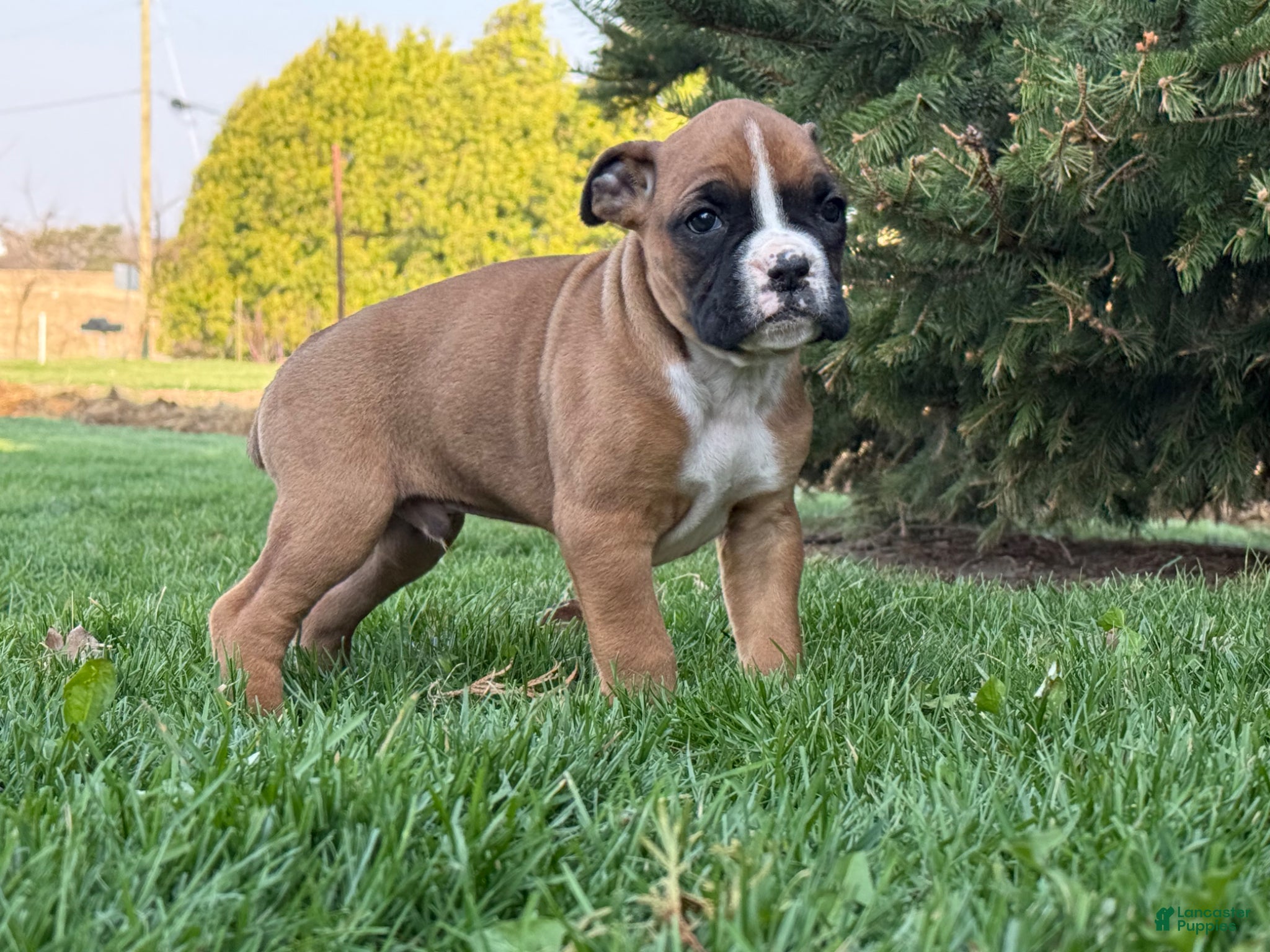 Boxer dogs Sunny - Ad 1