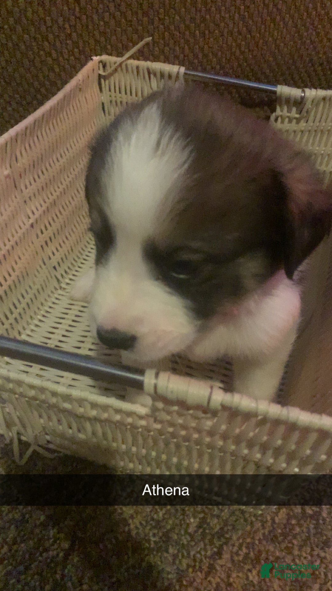 Mixed Breed dogs for sale: Athena - Ad 1