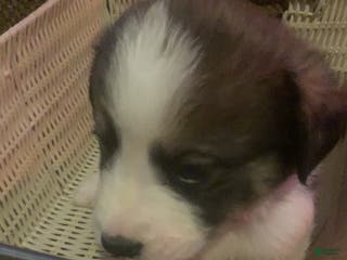 Mixed Breed dogs Athena - Ad 33