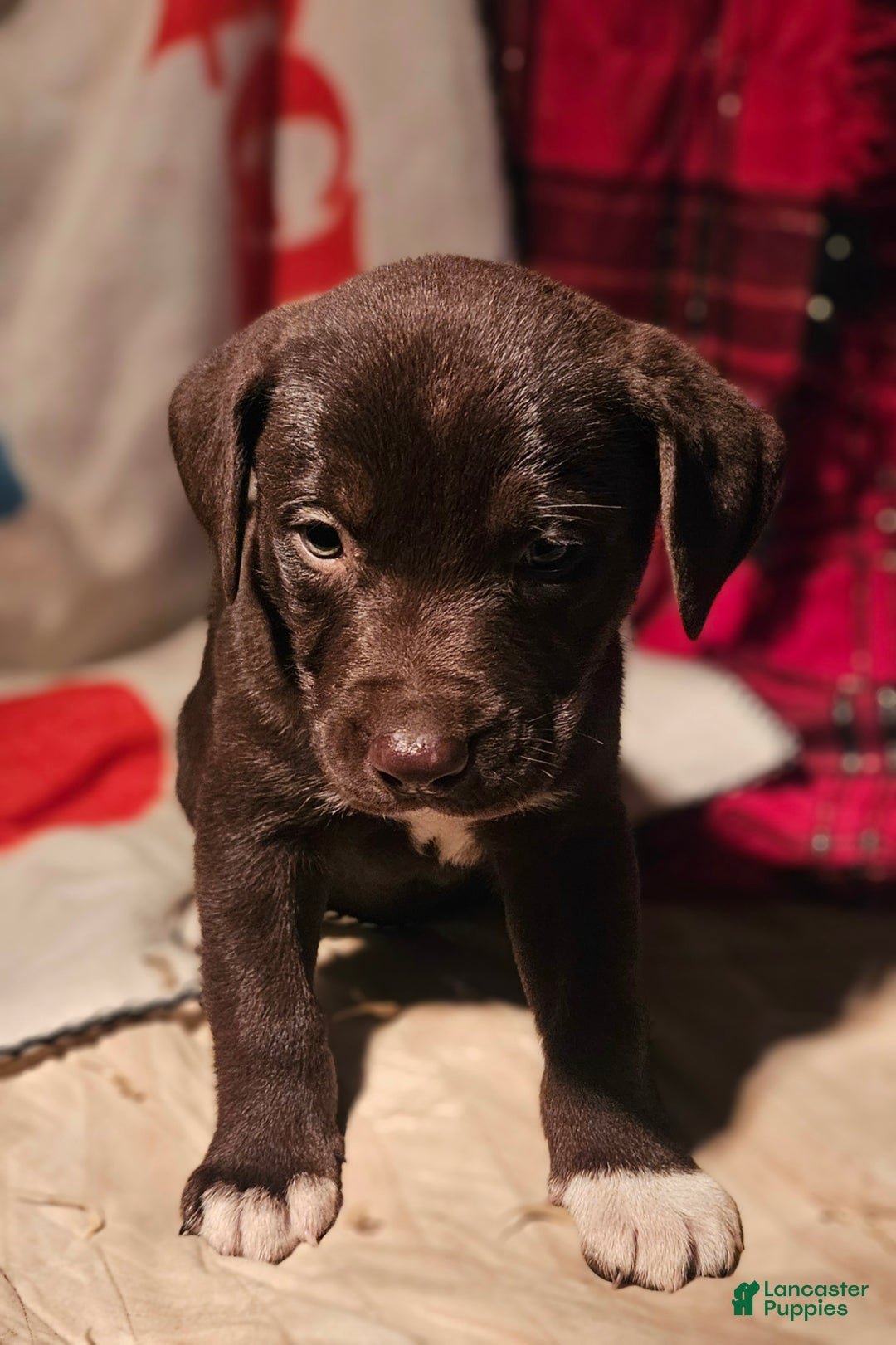 Border Collie dogs for sale: Cierra - Ad 9