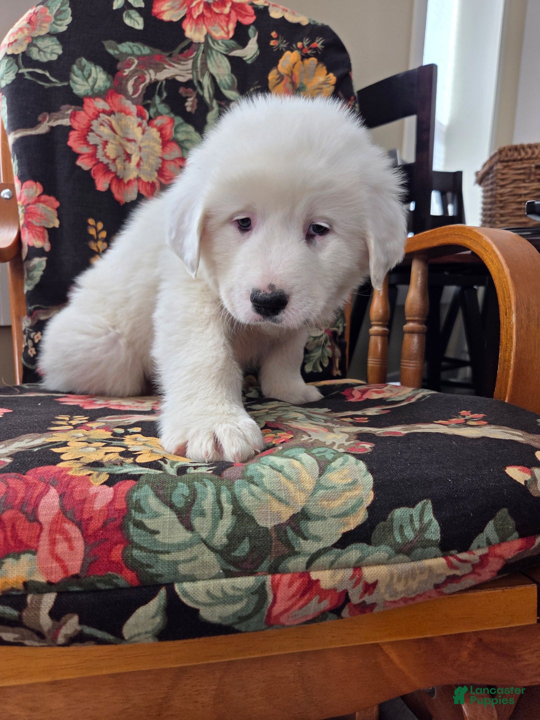 Great Pyrenees dogs for sale: Casper - Ad 6