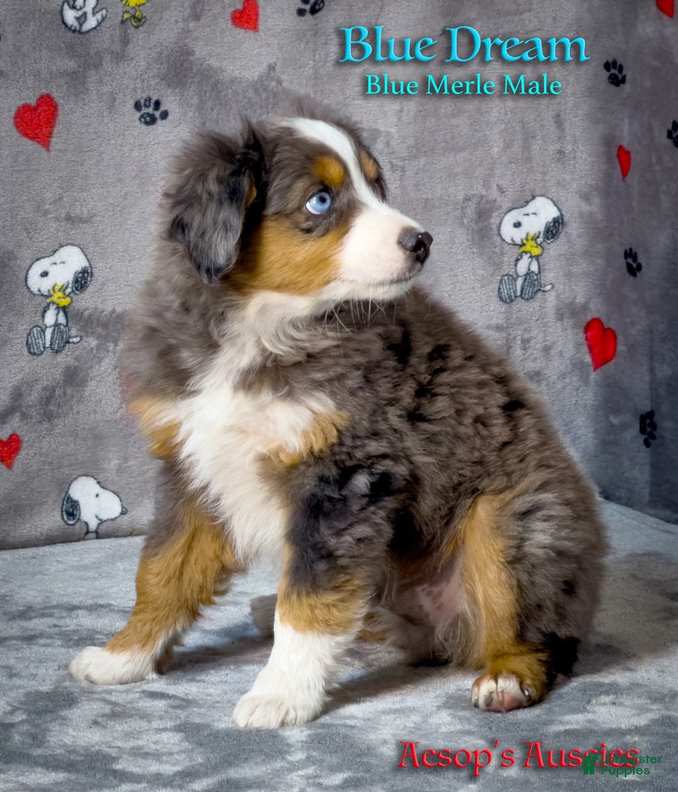 Toy Australian Shepherd dogs Blue Dream - Ad 2