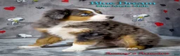 Toy Australian Shepherd dogs for sale: Blue Dream - Ad 2