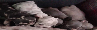 French Bulldog 2: Snow White