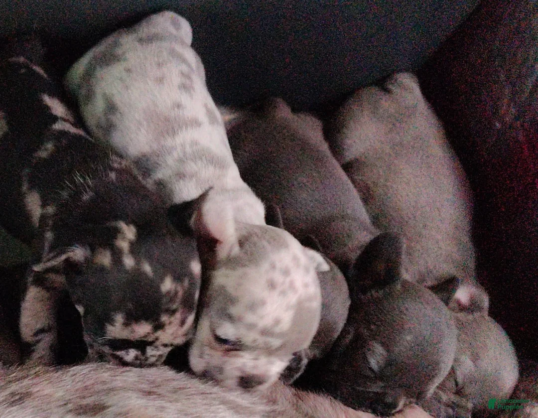French Bulldog dogs for sale: French Bulldog 2: Snow White - Ad 1