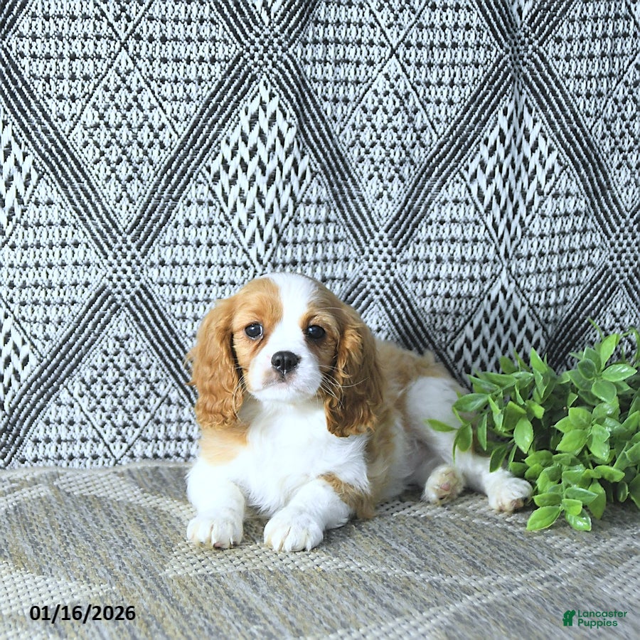 Cavalier King Charles Spaniel dogs Archie - Ad 6
