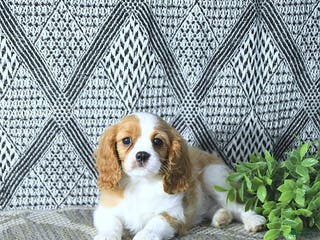 Cavalier King Charles Spaniel dogs Archie - Ad 35