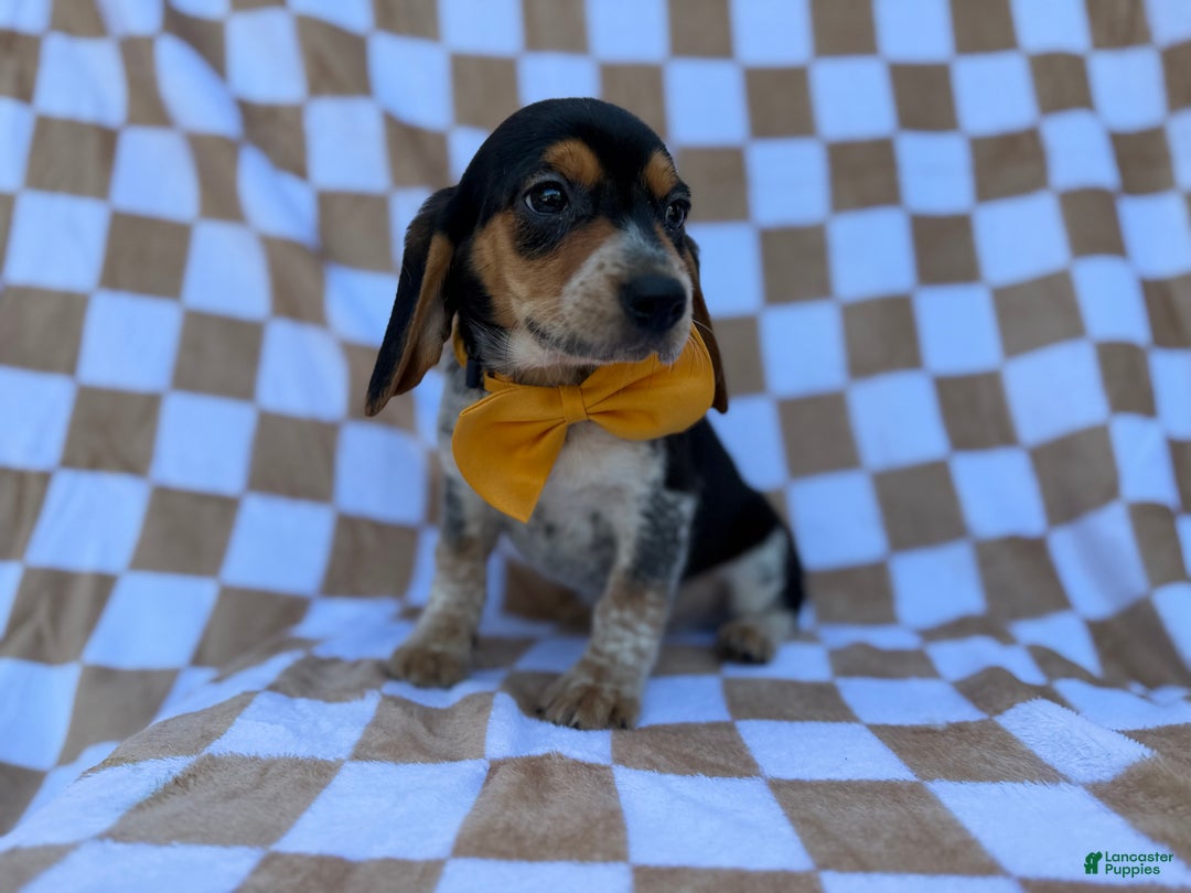 Beagle dogs for sale: Scooby - Ad 5