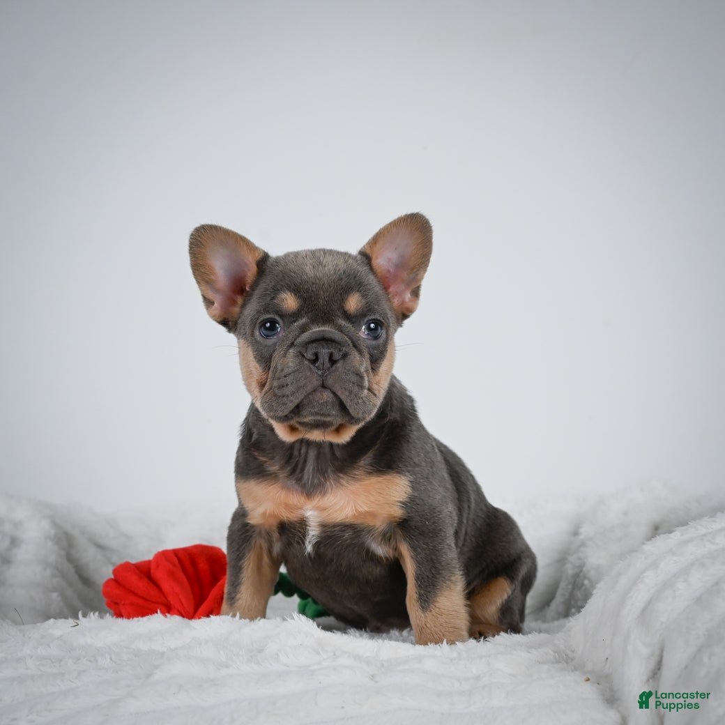 French Bulldog dogs Nova - Ad 1