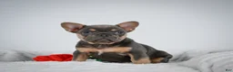 French Bulldog dogs for sale: Nova - Ad 1