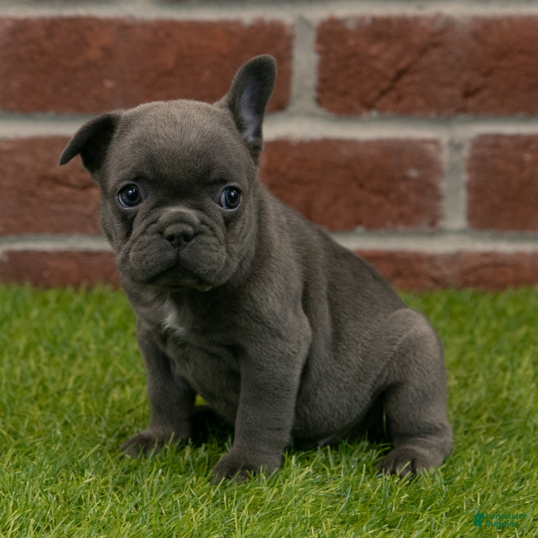French Bulldog dogs for sale: Sadie - Ad 5