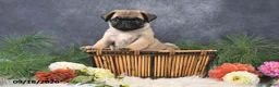 Pug dogs for sale: Nacho - Ad 1