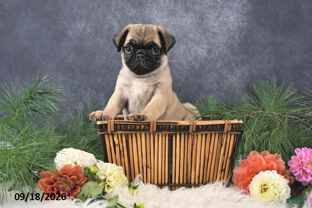 Pug dogs for sale: Nacho - Ad 1
