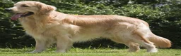 Golden Retriever dogs for stud: Cooper - Ad 1