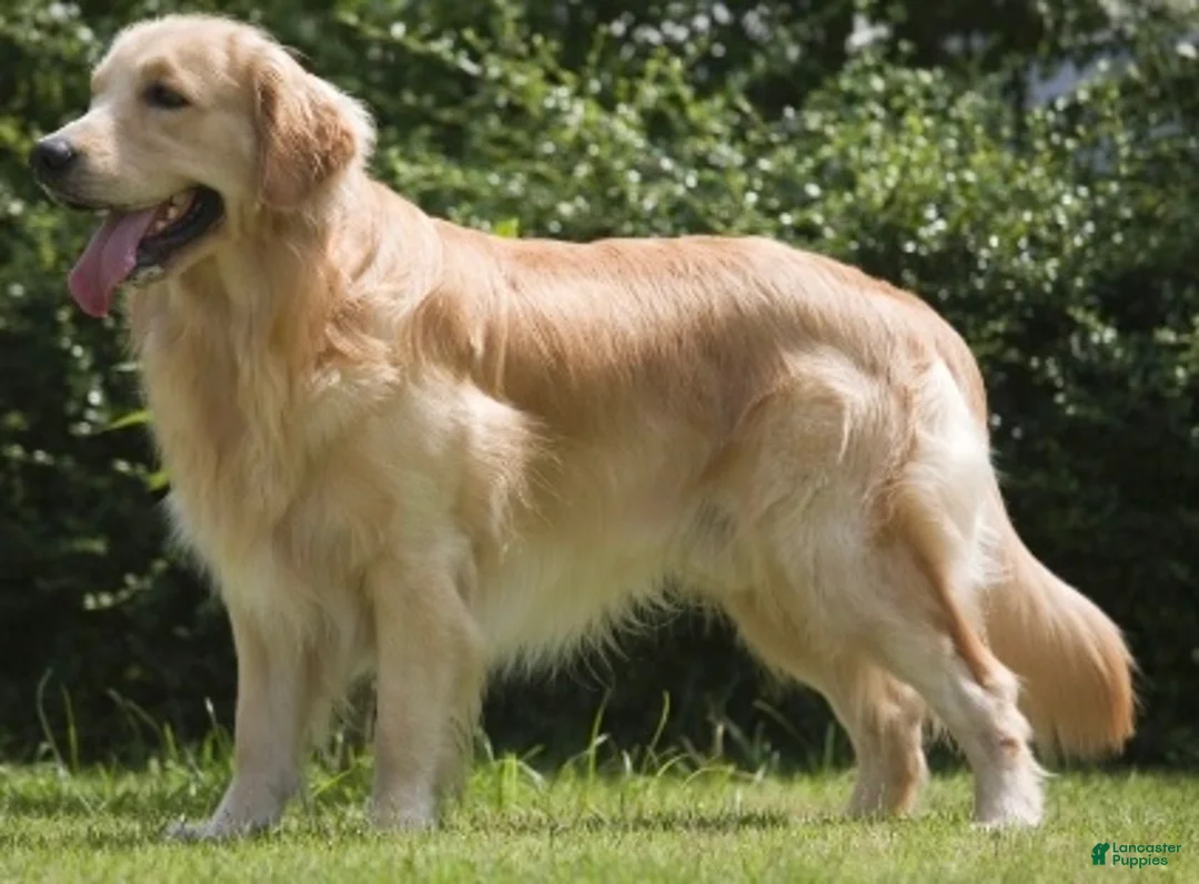 Golden Retriever dogs for stud: Cooper - Ad 1