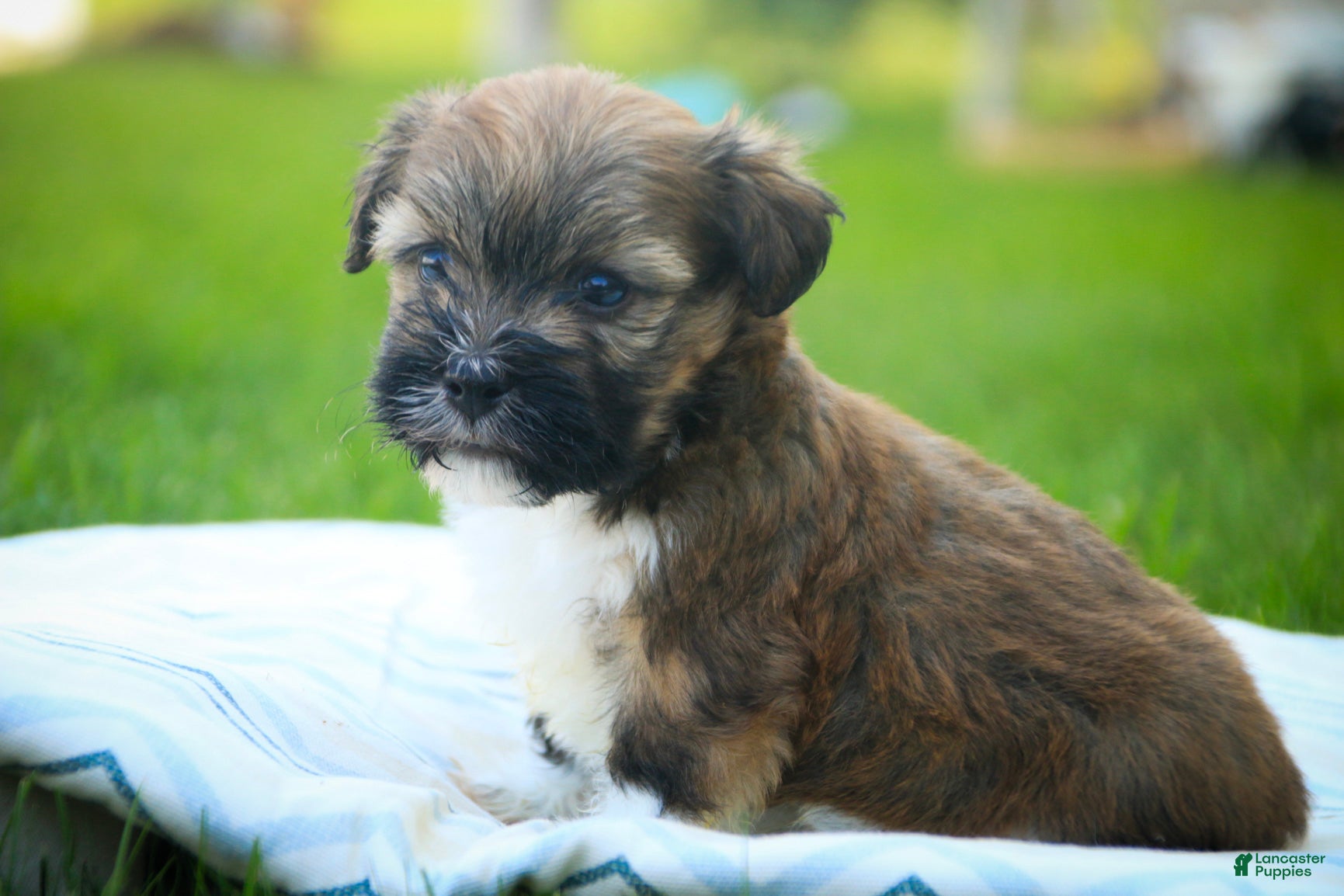 Havanese dogs Champ Havanese  - Ad 1