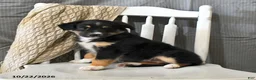 Miniature Australian Shepherd dogs for sale: Twilight - Ad 3