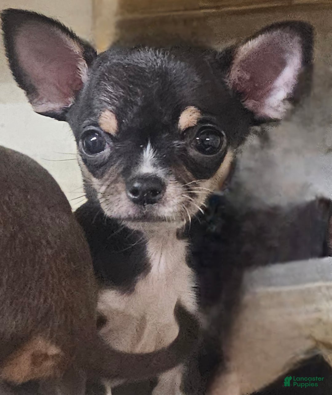 Chihuahua dogs for sale: Biff - Ad 2