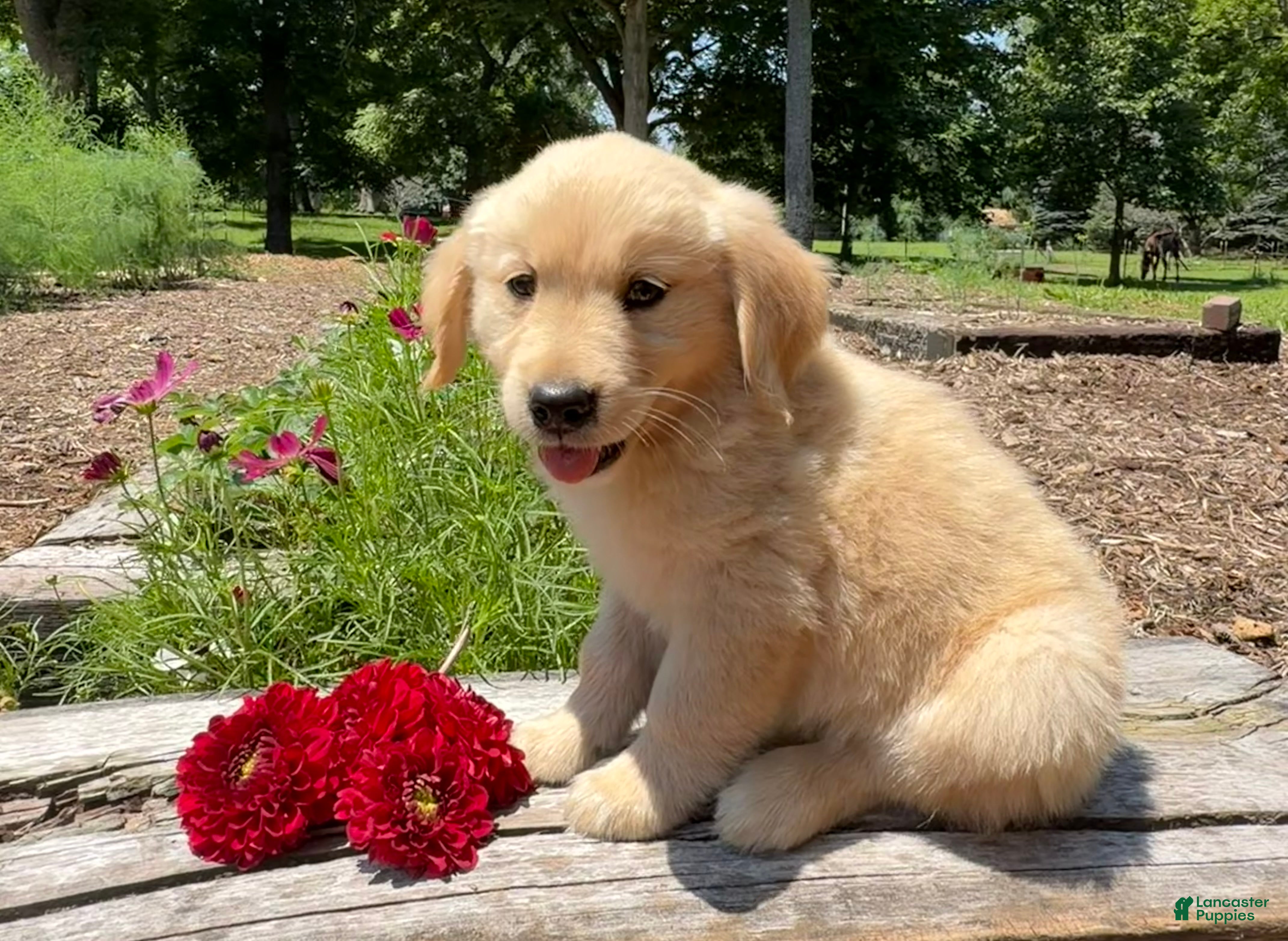 Golden Retriever dogs Benson - Ad 2