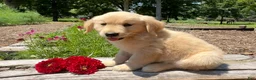 Golden Retriever dogs for sale: Benson - Ad 2