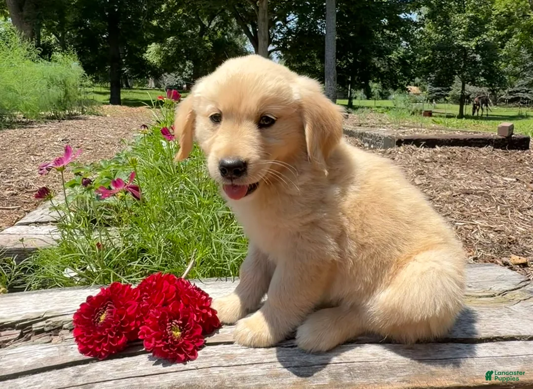 Golden Retriever dogs for sale: Benson - Ad 2