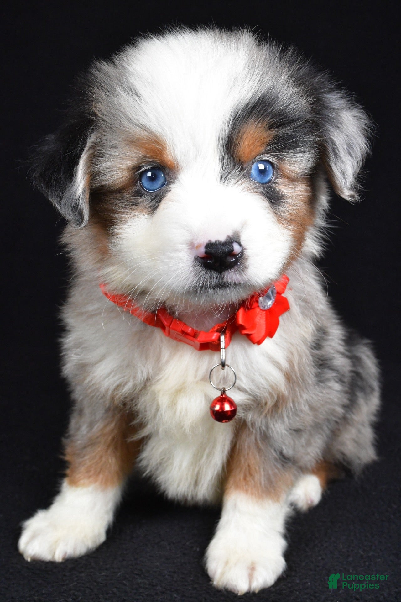 Miniature Australian Shepherd dogs Kane - Ad 1