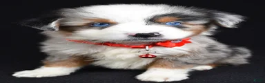 Kane