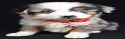 Miniature Australian Shepherd dogs for sale: Kane - Ad 1