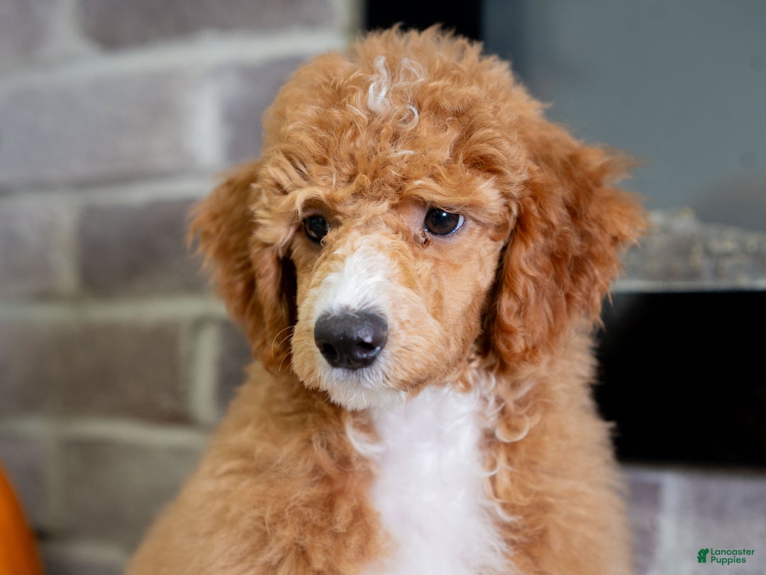 Toy Poodle dogs for sale: Wanda - Ad 6